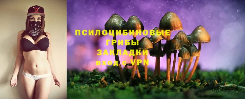 Псилоцибиновые грибы Psilocybe  Верещагино 